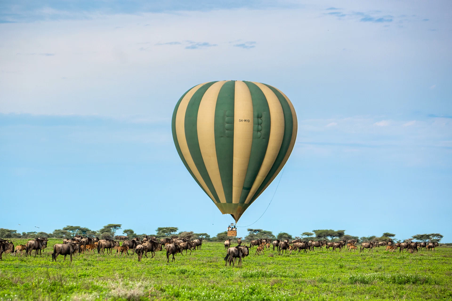 Balloon Safari