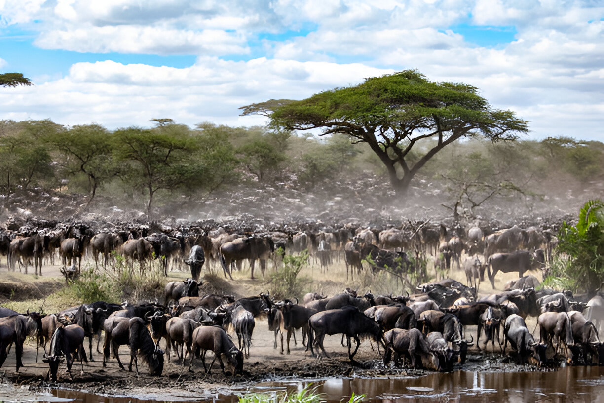 8 Days Migration