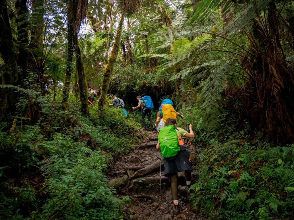 Kilimanjaro