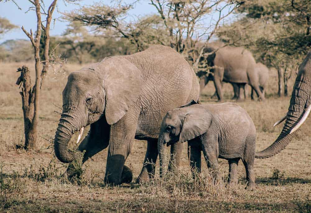 Kilimanjaro