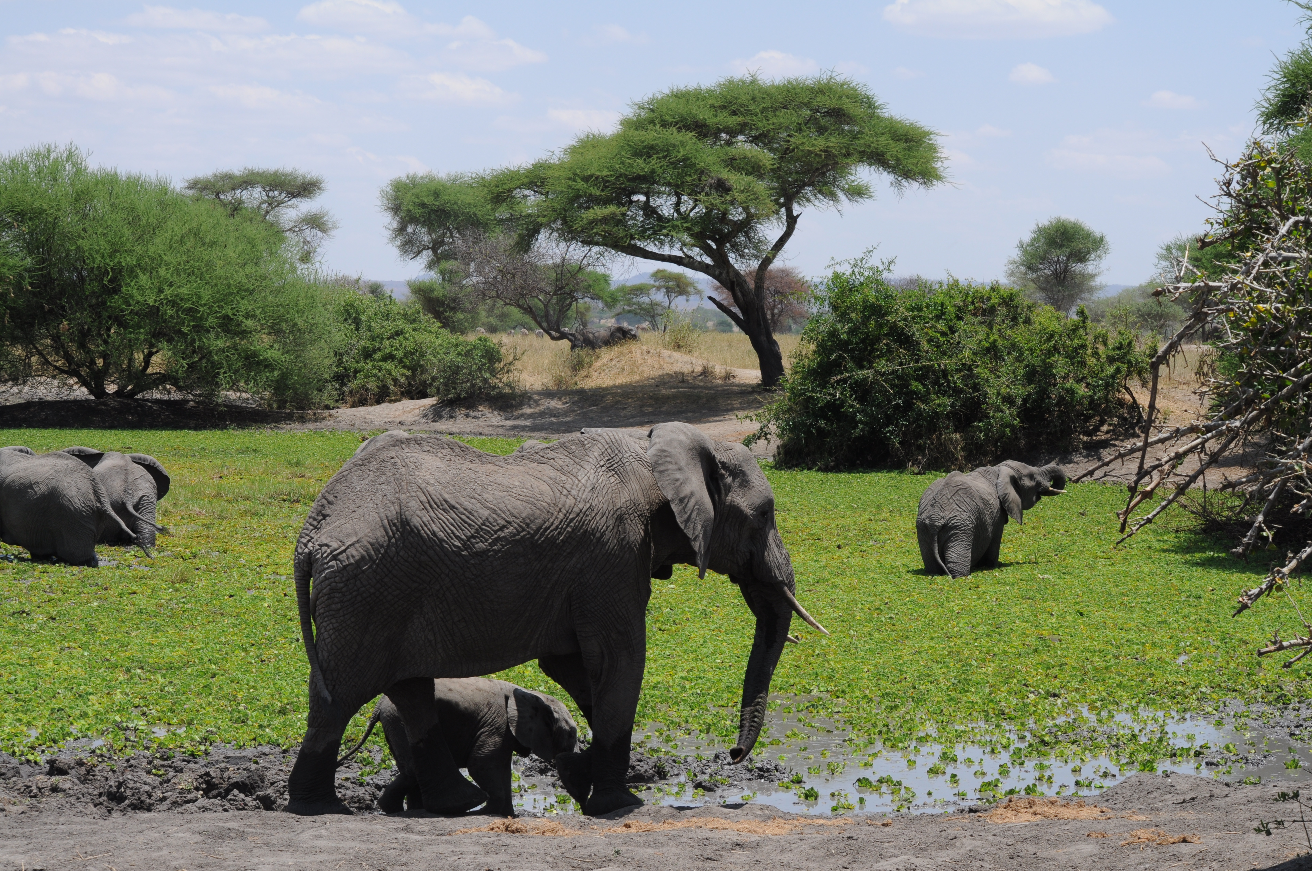 Wild Wonders Expedition Safari